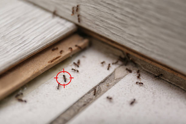 Wasp Removal Services in Lake Linden, MI